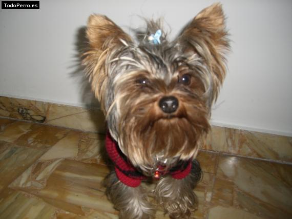 La foto del perro