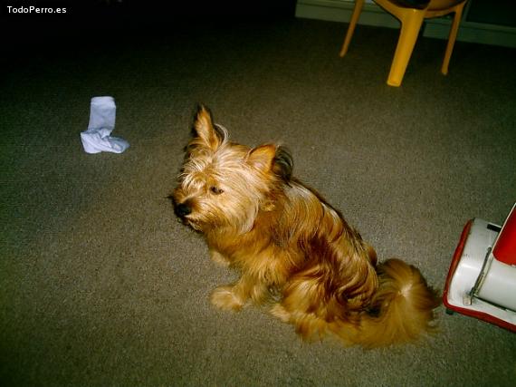 La foto del perro