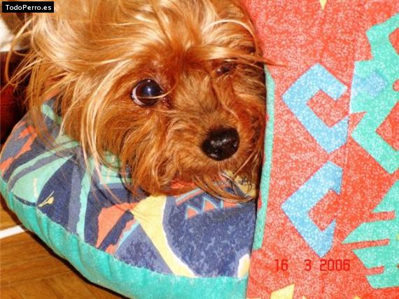 La foto del perro