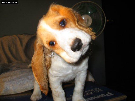 Foto del perro Spike