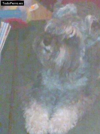 La foto del perro