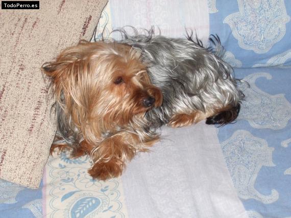 La foto del perro
