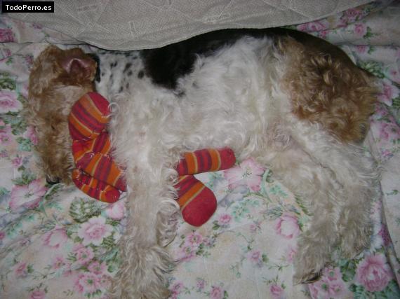 La foto del perro