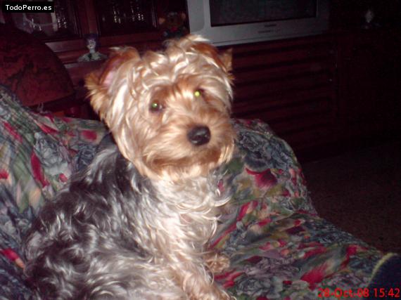 La foto del perro
