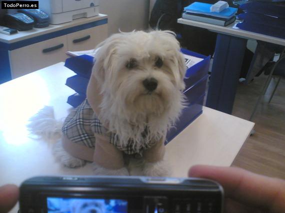 La foto del perro