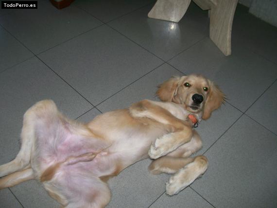 La foto del perro