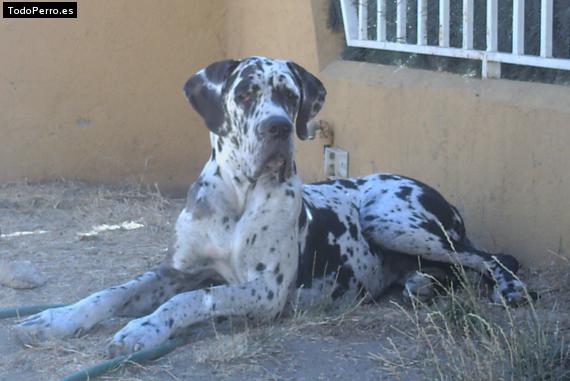 La foto del perro