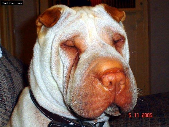 La foto del perro