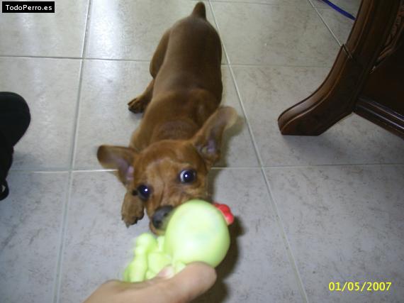 La foto del perro