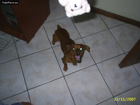 La foto del perro