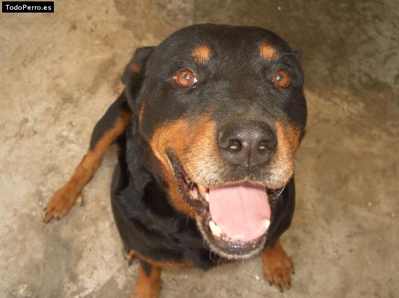 La foto del perro