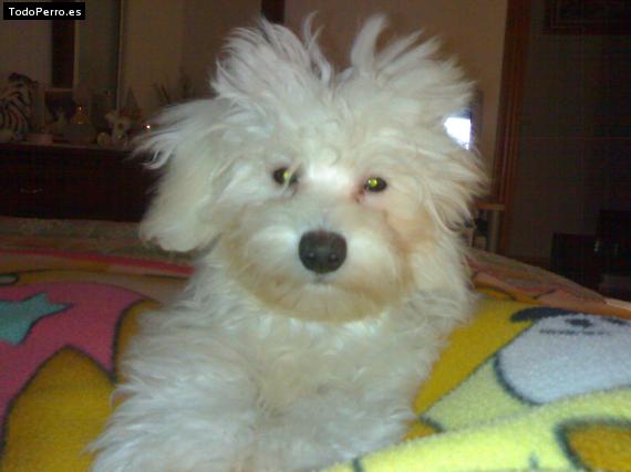 La foto del perro