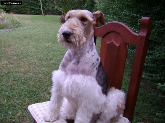 La foto del perro
