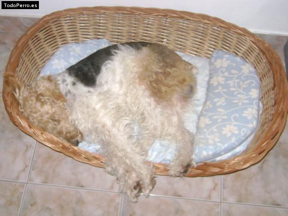 La foto del perro