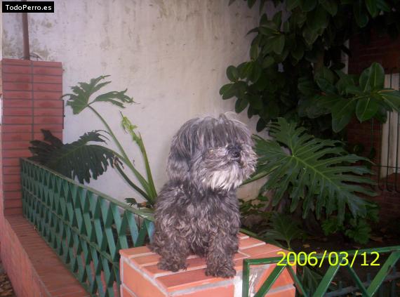 La foto del perro