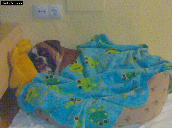 La foto del perro