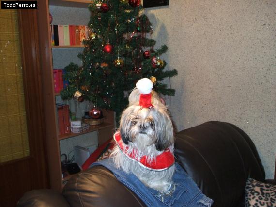 La foto del perro