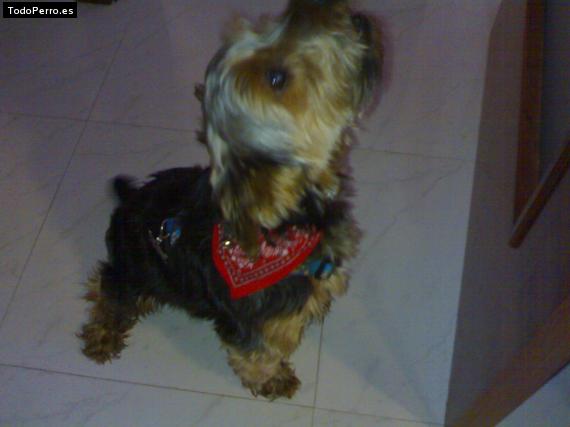 La foto del perro