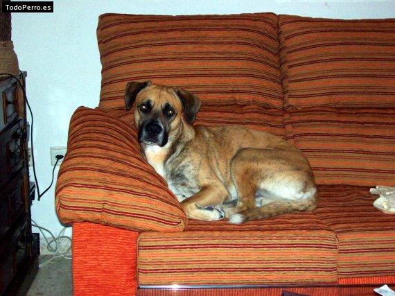 La foto del perro