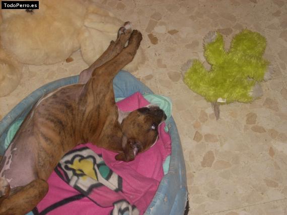 La foto del perro