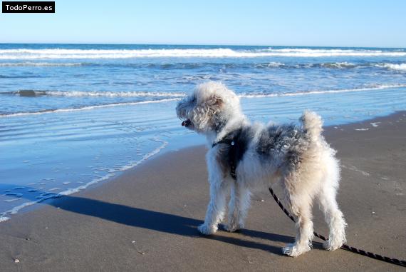 La foto del perro