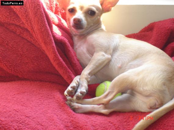 La foto del perro