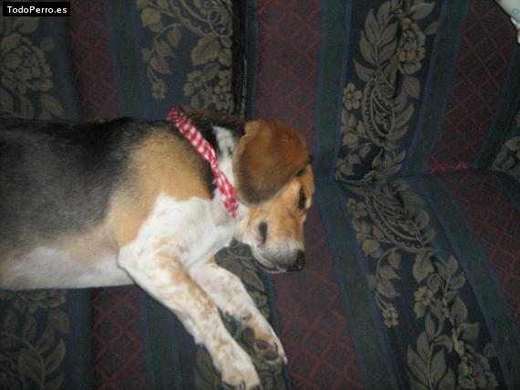 La foto del perro
