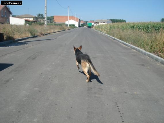 La foto del perro