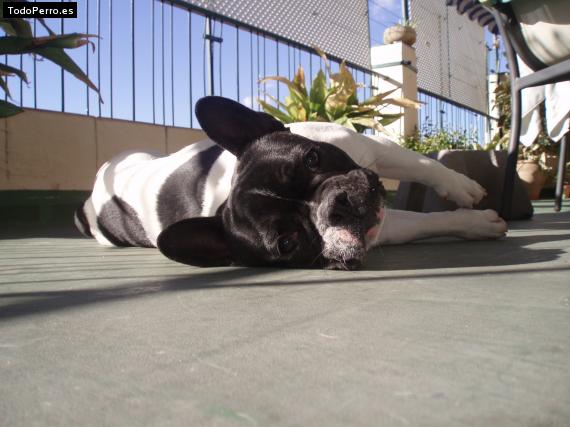 La foto del perro