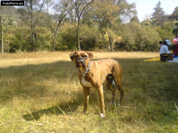La foto del perro