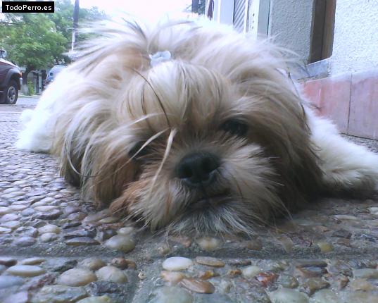 La foto del perro