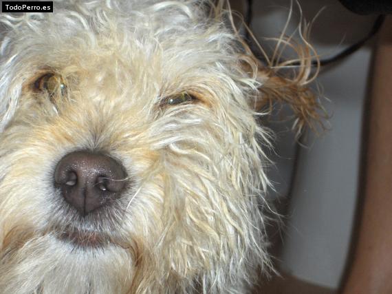 La foto del perro