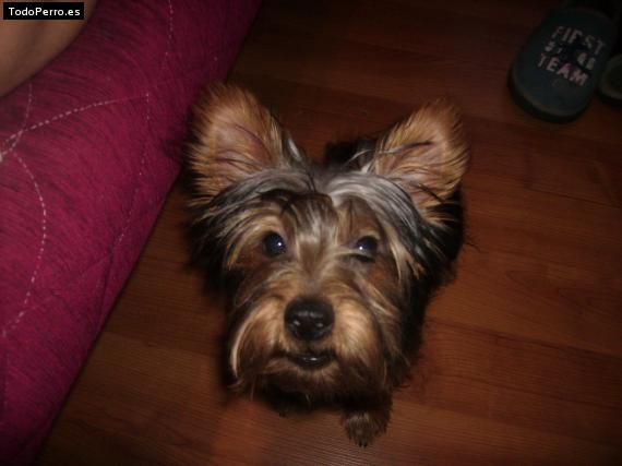 La foto del perro