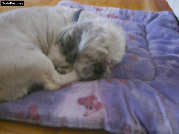 La foto del perro
