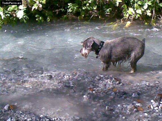 La foto del perro