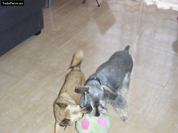 La foto del perro