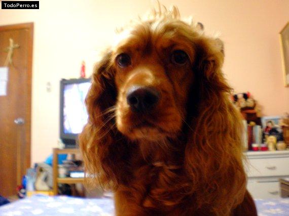 La foto del perro