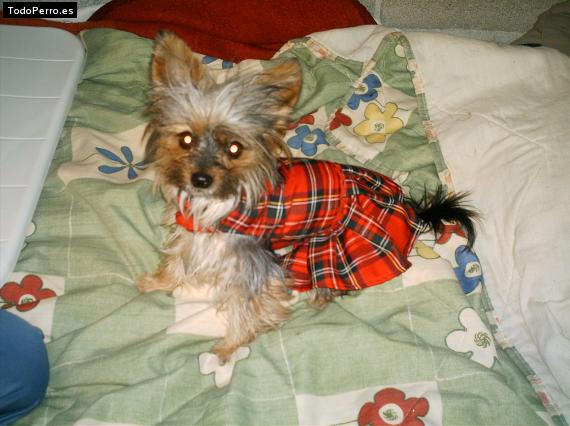 La foto del perro