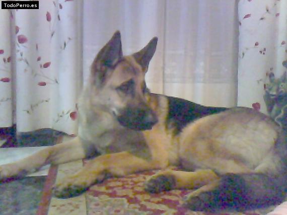 La foto del perro