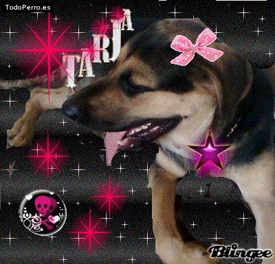 La foto del perro
