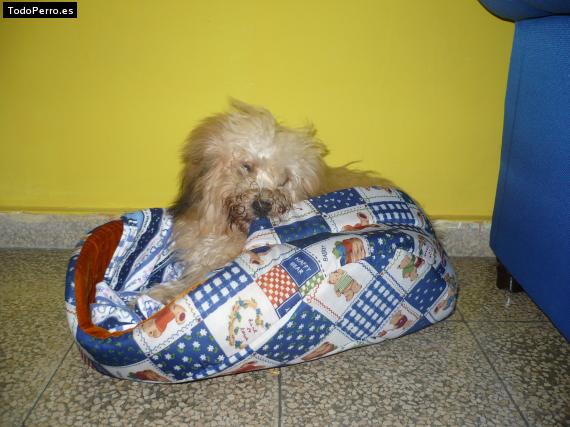 La foto del perro