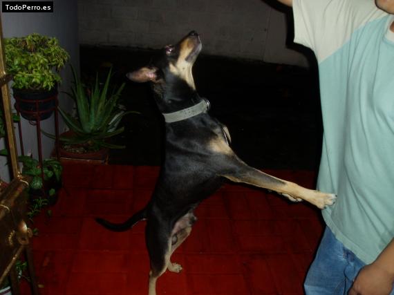 La foto del perro
