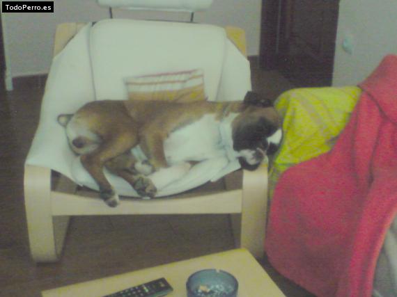 La foto del perro