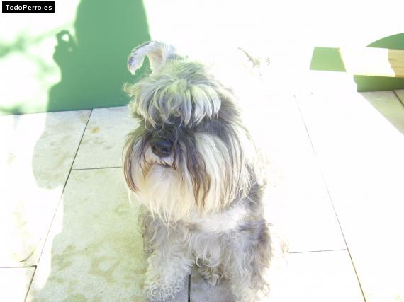 La foto del perro