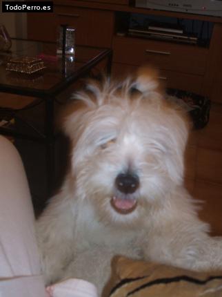La foto del perro