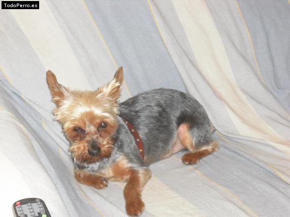La foto del perro