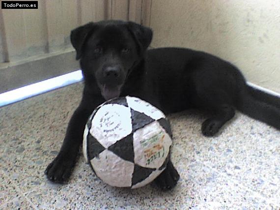 La foto del perro