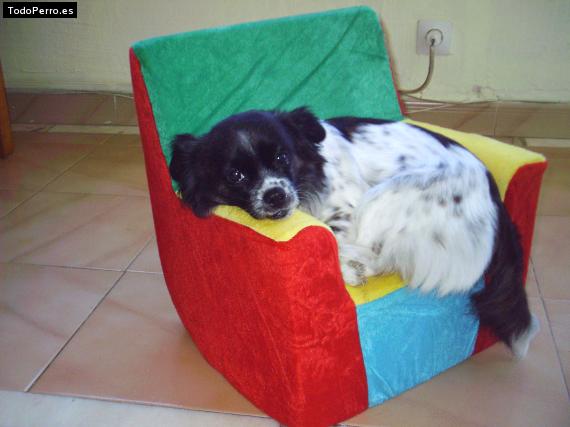 La foto del perro