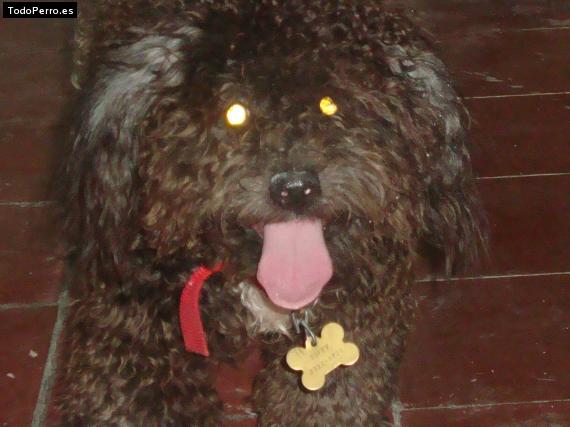 La foto del perro