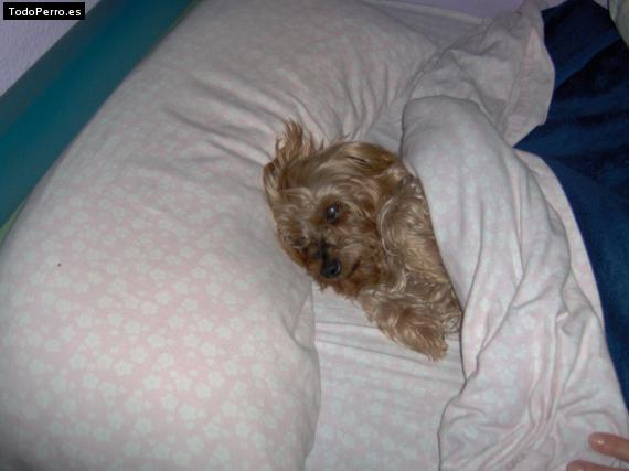 La foto del perro